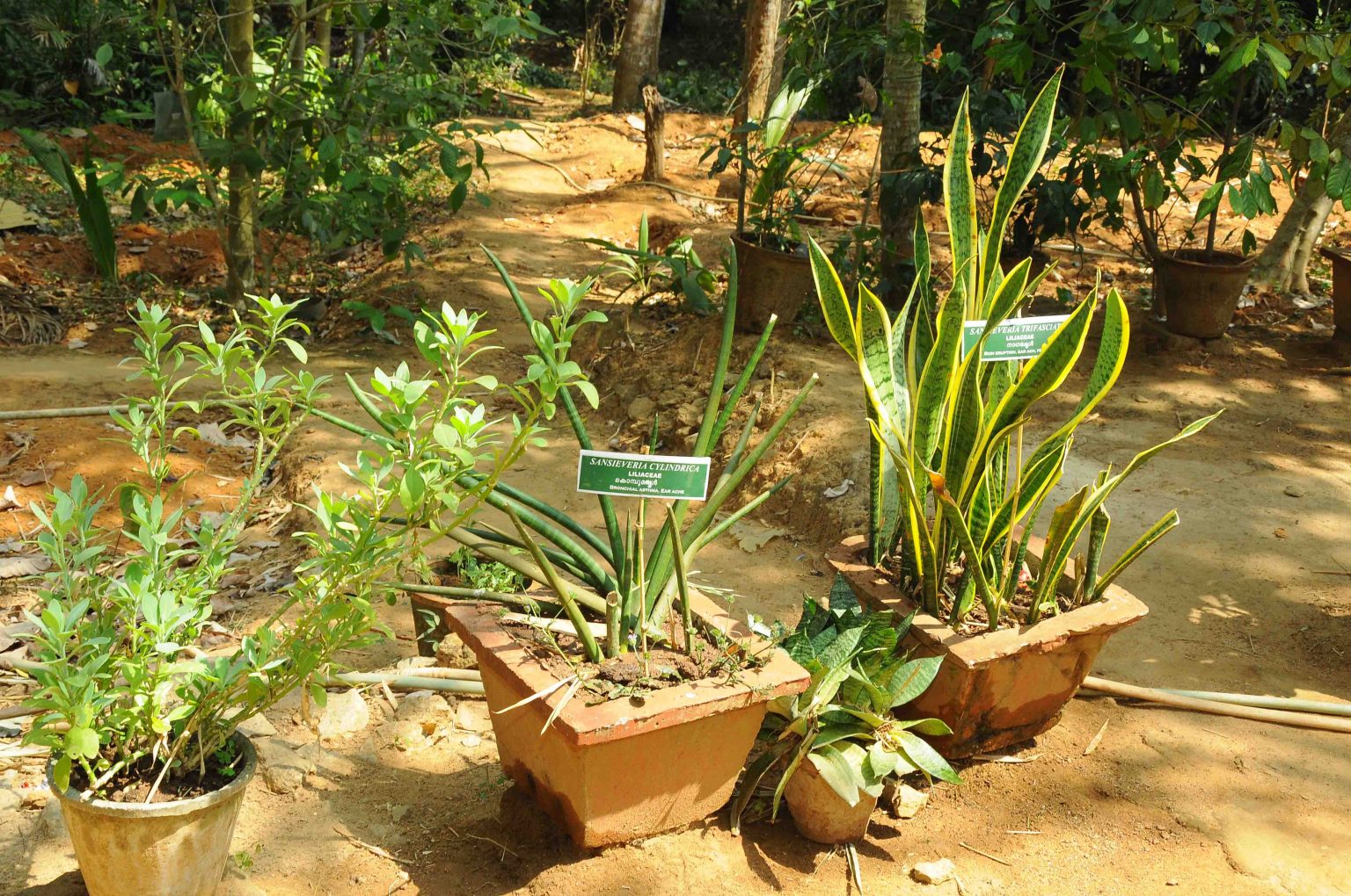 Herbal Garden3